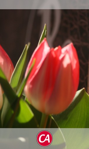 Sidebar Bild